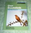 Buchfink