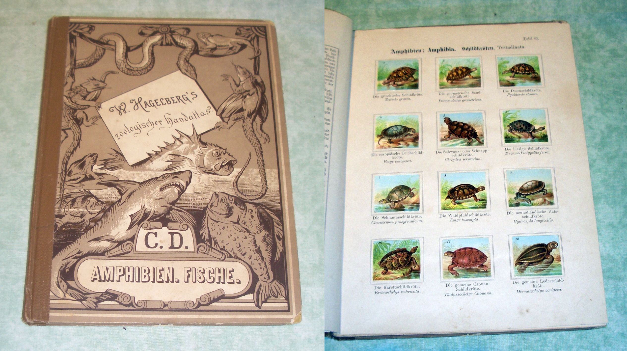 Hagelberg, Amphibien