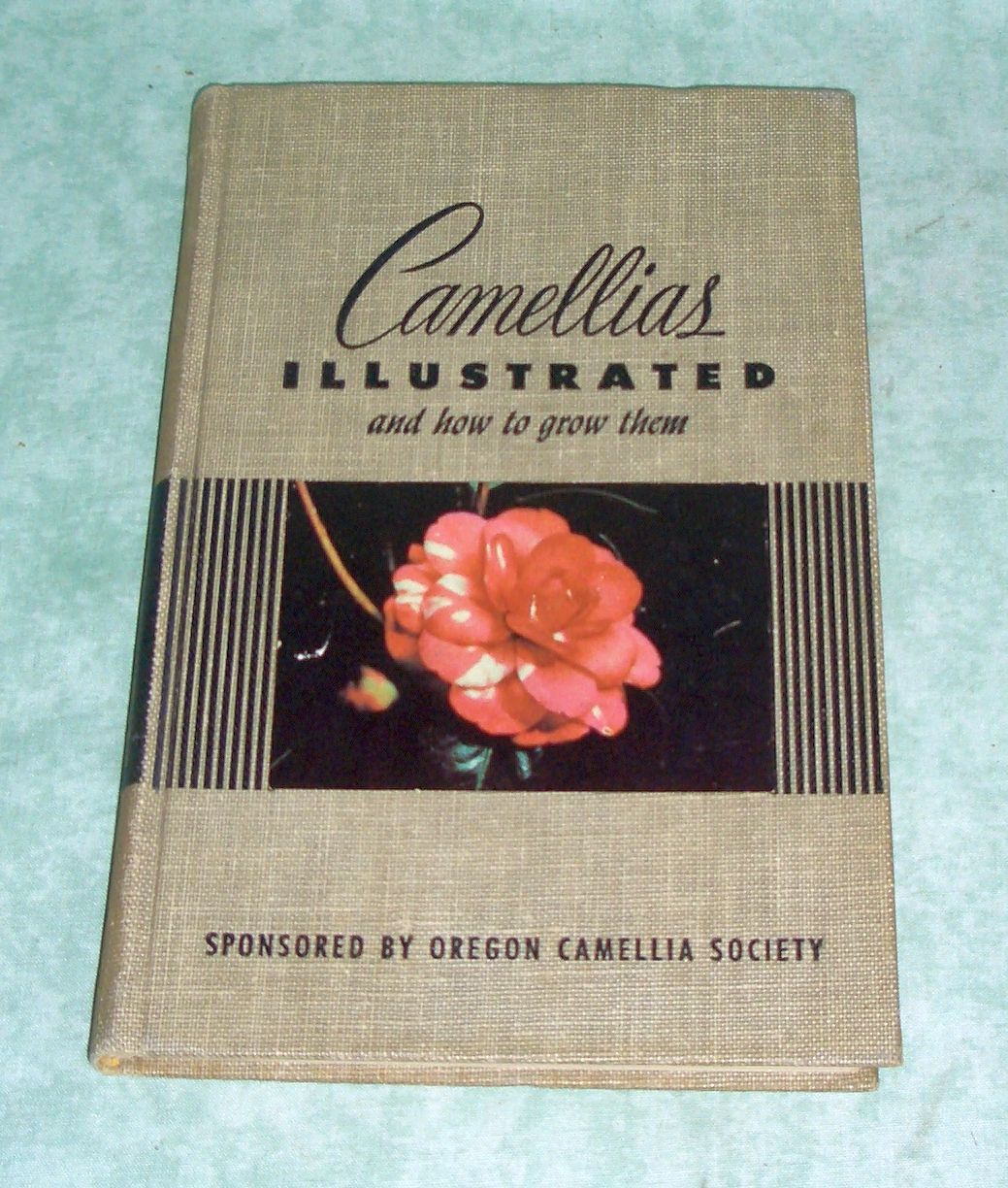 Camellias